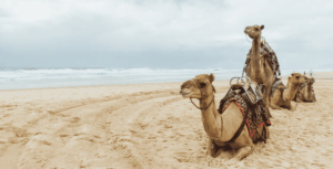 Camelo em seu habitat natural